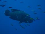 SEYCHELLES - 436 - Immersione ad Albatros